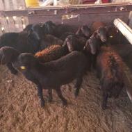 توقلی قره قزل