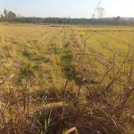 فروش زمین کشاورزی