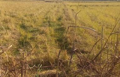 فروش زمین کشاورزی