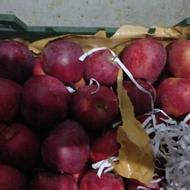 سیب قرمز و زرد درجه یک