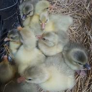 جوجه اوکراینی و محلی (غاز)