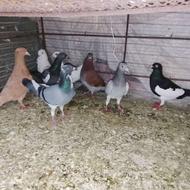 کبوتر آلمانی جنگنده