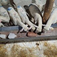 فروش بره نر لاکن صددرصد خالص