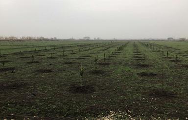 300 متر باغچه با سند تک برگ فقط 150 تومن