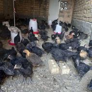 فروش جوجه محلی