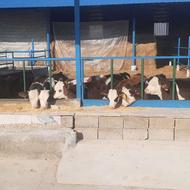 کارگر ساده دامداری پرواربندی گوساله