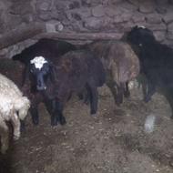 فروشش بره نر