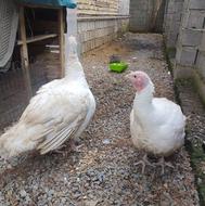 بوقلمون گوشتی