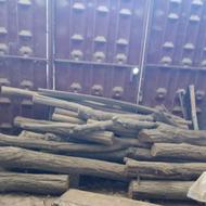 چوب درخت بید