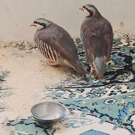 پرنده باحال باهوش