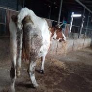 گاو دورگ صحرایی با گوساله نر