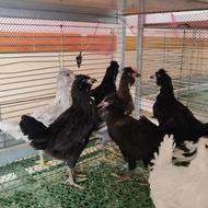 جوجه پلیموث.گلین.محلی