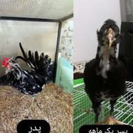 جوجه خروس گلین خال سوزنی