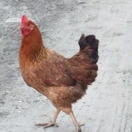 مرغ سالم تخم نمیزاره