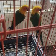 طوطی سانکانور