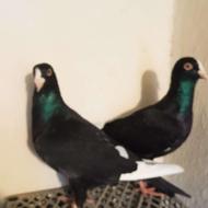 فروش کبوتر قره سوری