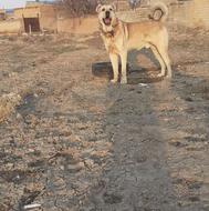 واگزاری سگ سرابی