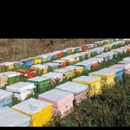 40تا کندو زنبور با پوکه باشیره خوی همچی میدم