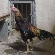 خروس لاری اصیل