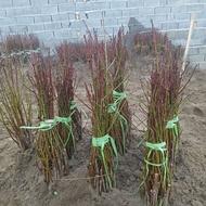 فروش نهال سیاه ریشه