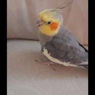 عروس هلندی سخنگو دستی