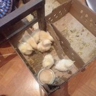 جوجه 5روز واکسن خورد