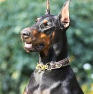 توله سگ دوبرمن Police dog