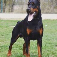 واگذاری توله سگ دوبرمن ( Black Brown