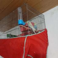 مرغ عشق زیبا