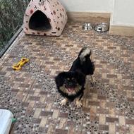 واگذاری سگ پاکوتاه