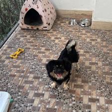 واگذاری سگ پاکوتاه