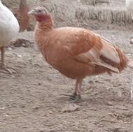 بوقلمون ماده بوربون کرچ شو