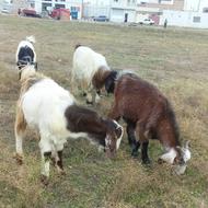 مآده بز کبود و سه بزغاله نر پرخور مرتب