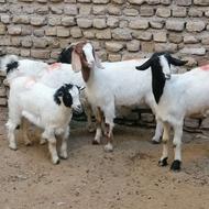 بزغاله 4 عدد