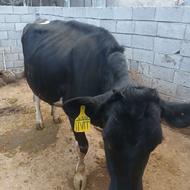 گاوجوان فروشی