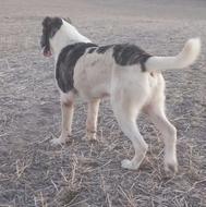 واگذاری سگہ ضمانتئ