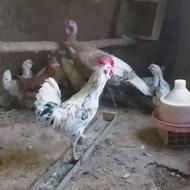 فروش جوجه گلین رضا و فونیکس سفید و مرغ شاخدار سفید خالص