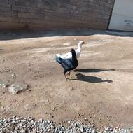 مرغ لاری اصل ترک ده ماهه