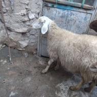 فروش گوسفند چاق