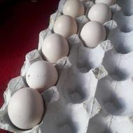 خروس لاری تخم مرغ لاری فروشی