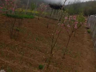 زمین باغی کنار بافت روستا