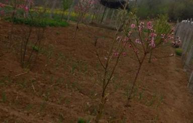 زمین باغی کنار بافت روستا