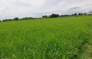 فروش زمین کشاورزی 3700 متری در دیوکتی جاده دریا