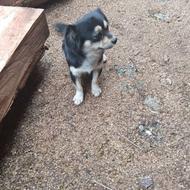 سگ پاکوتاه نژاد دارواگذار