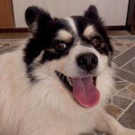 سگ فوق العاده باهوش