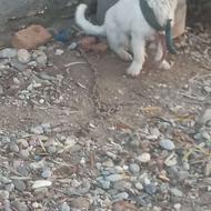 واگذاری سگ پاکوتاه