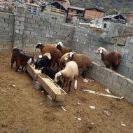 گوسفند بره ماده