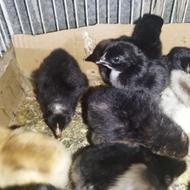 جوجه محلی کرچ شو درجه یک