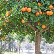 کارگر فوری بارچینی میخوام