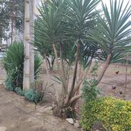 فروش یوکا تنه دار چند شاخه